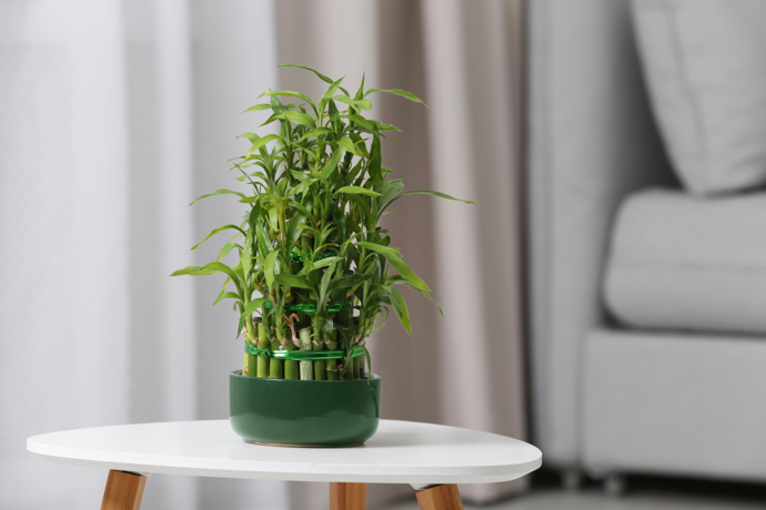 Dracéna je symbolem harmonické energie, růstu a adaptability. Tradice feng shui doporučuje pěstovat jej ve vodě, což má posilovat proudění pozitivní energie v prostoru. I bez ohledu na tradice ale jeho svěží zelená barva a nenáročnost zlepší náladu každému.
Dracéna je symbolem harmonické energie, růstu a adaptability. Tradice feng shui doporučuje pěstovat jej ve vodě, což má posilovat proudění pozitivní energie v prostoru. I bez ohledu na tradice ale jeho svěží zelená barva a nenáročnost zlepší náladu každému.