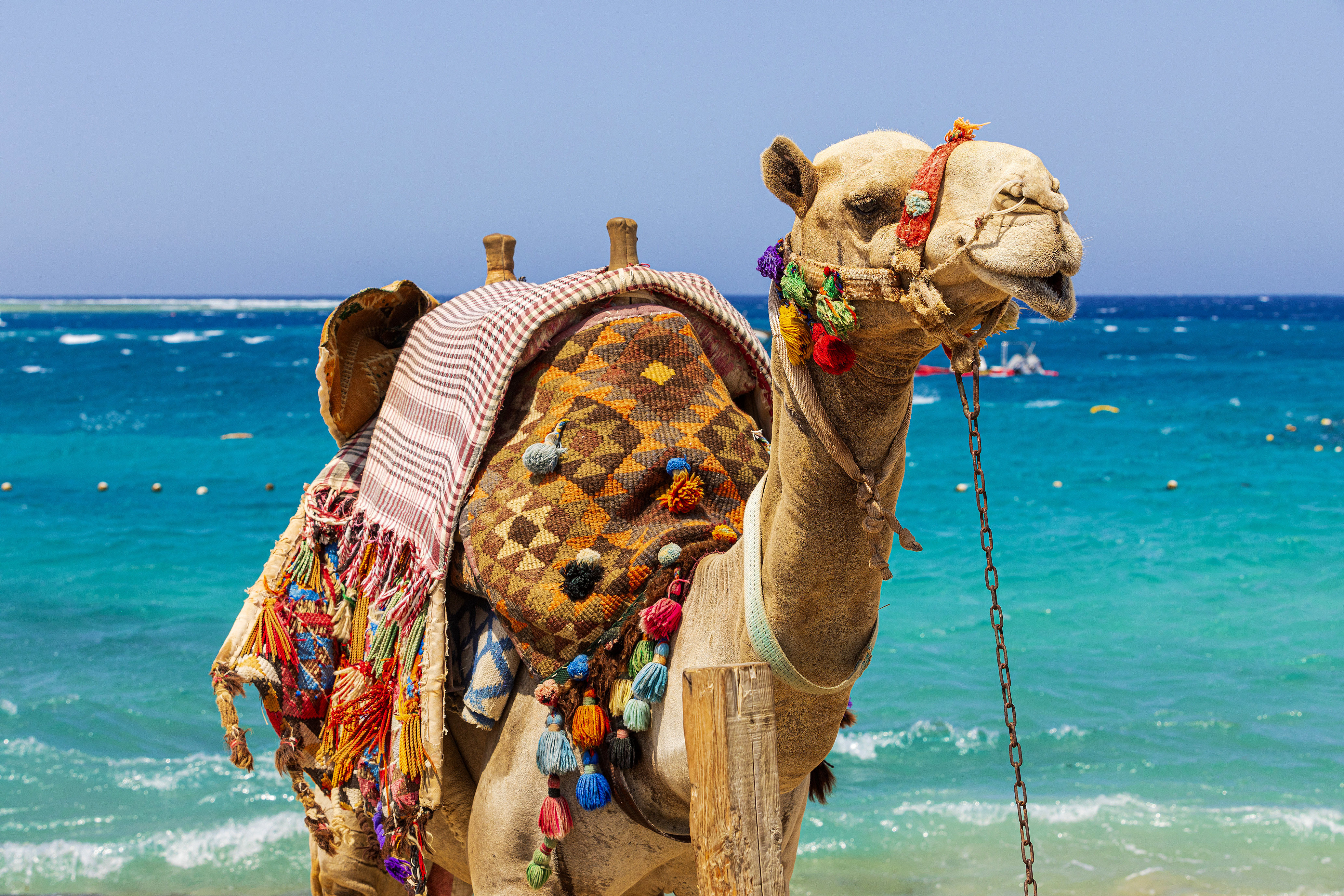 Malikia beach Resort Abu Dabbab beach