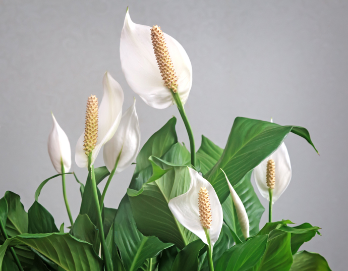 Lopatkovec (Spathiphyllum) často označován za „ženské štěstí“. Jeho elegantní bílé květy symbolizují nové začátky, jako je svatba nebo narození dítěte. Navíc je velmi nenáročný na péči, což je příjemný bonus.
Lopatkovec (Spathiphyllum) často označován za „ženské štěstí“. Jeho elegantní bílé květy symbolizují nové začátky, jako je svatba nebo narození dítěte. Navíc je velmi nenáročný na péči, což je příjemný bonus.