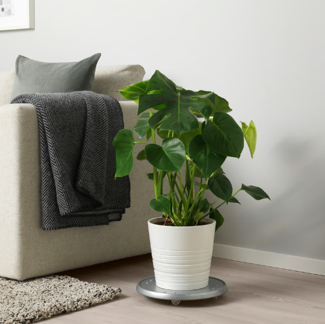 Monstera v květináči
Monstera v květináči