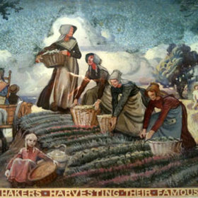 Sekta Shakerů sklízí své proslulé bylinky.
