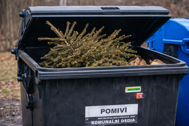 Stromek v popelnici
Stromek v popelnici