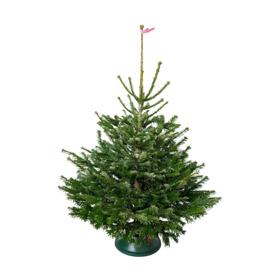 Jedle kavkazská řezaná 100-125cm, 799 Kč
