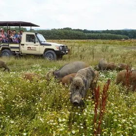 
V Safari resortu se můžete těšit na jízdu v offroad autu, kterou máte v ceně. Kdykoliv se můžete procházet po celém resortu, kde se volně pohybují koně, klokani, pštrosi i velbloudi.

