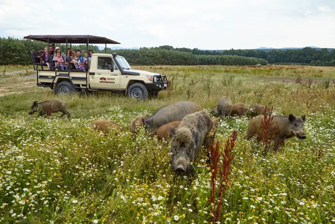 
V Safari resortu se můžete těšit na jízdu v offroad autu, kterou máte v ceně. Kdykoliv se můžete procházet po celém resortu, kde se volně pohybují koně, klokani, pštrosi i velbloudi.
