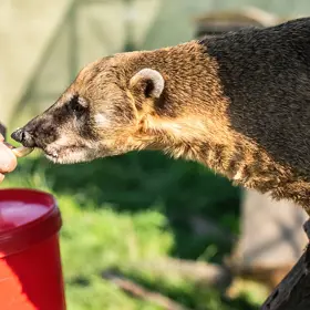 Staňte se na pět hodin ošetřovatelem zvířat z táborské ZOO. Seznámíte se s chodem zahrady a zjistíte, co vše stojí za jejím denním provozem.
