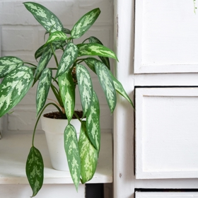 Aglaonema patří mezi pokojovky, které si vystačí s minimem světla, a proto se hodí i do tmavších koutů bytu nebo chodby dál od okna.
