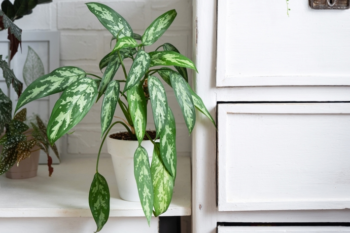 Aglaonema patří mezi pokojovky, které si vystačí s minimem světla, a proto se hodí i do tmavších koutů bytu nebo chodby dál od okna.
Aglaonema patří mezi pokojovky, které si vystačí s minimem světla, a proto se hodí i do tmavších koutů bytu nebo chodby dál od okna.