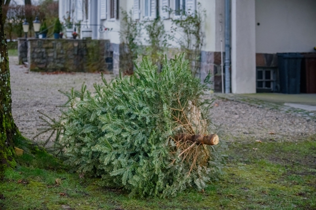 Kam s vánočním stromkem po Vánocích: Nikdy ho neházejte do popelnice