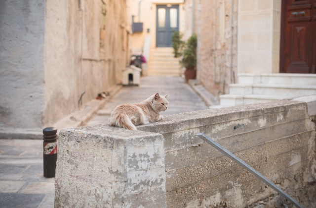 Kočky na ostrově Syros
Kočky na ostrově Syros