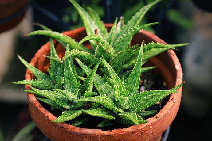 Aloe vera se ve feng-šuej spojuje s očistou prostoru. Pomáhá „odvádět“ negativní energii a zároveň působí velmi nenáročně a přirozeně.
Aloe vera se ve feng-šuej spojuje s očistou prostoru. Pomáhá „odvádět“ negativní energii a zároveň působí velmi nenáročně a přirozeně.