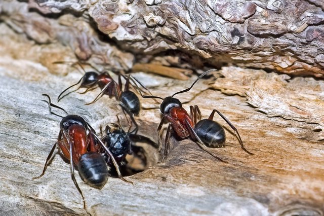 Mravenci v kredenci? Lepší než v dřevěných stěnách chalupy