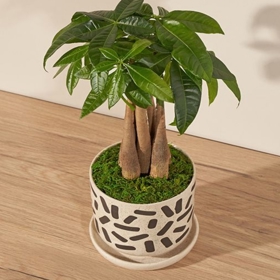 Pachira je často označovaná jako „money tree“. Typický je pro ni spletený kmen, který podle symboliky „uzamyká“ štěstí a energii uvnitř rostliny. 
