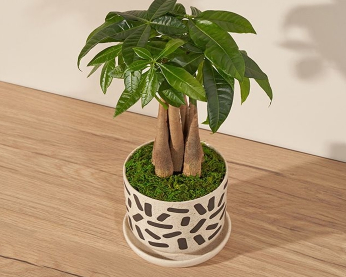 Pachira je často označovaná jako „money tree“. Typický je pro ni spletený kmen, který podle symboliky „uzamyká“ štěstí a energii uvnitř rostliny.
Pachira je často označovaná jako „money tree“. Typický je pro ni spletený kmen, který podle symboliky „uzamyká“ štěstí a energii uvnitř rostliny.