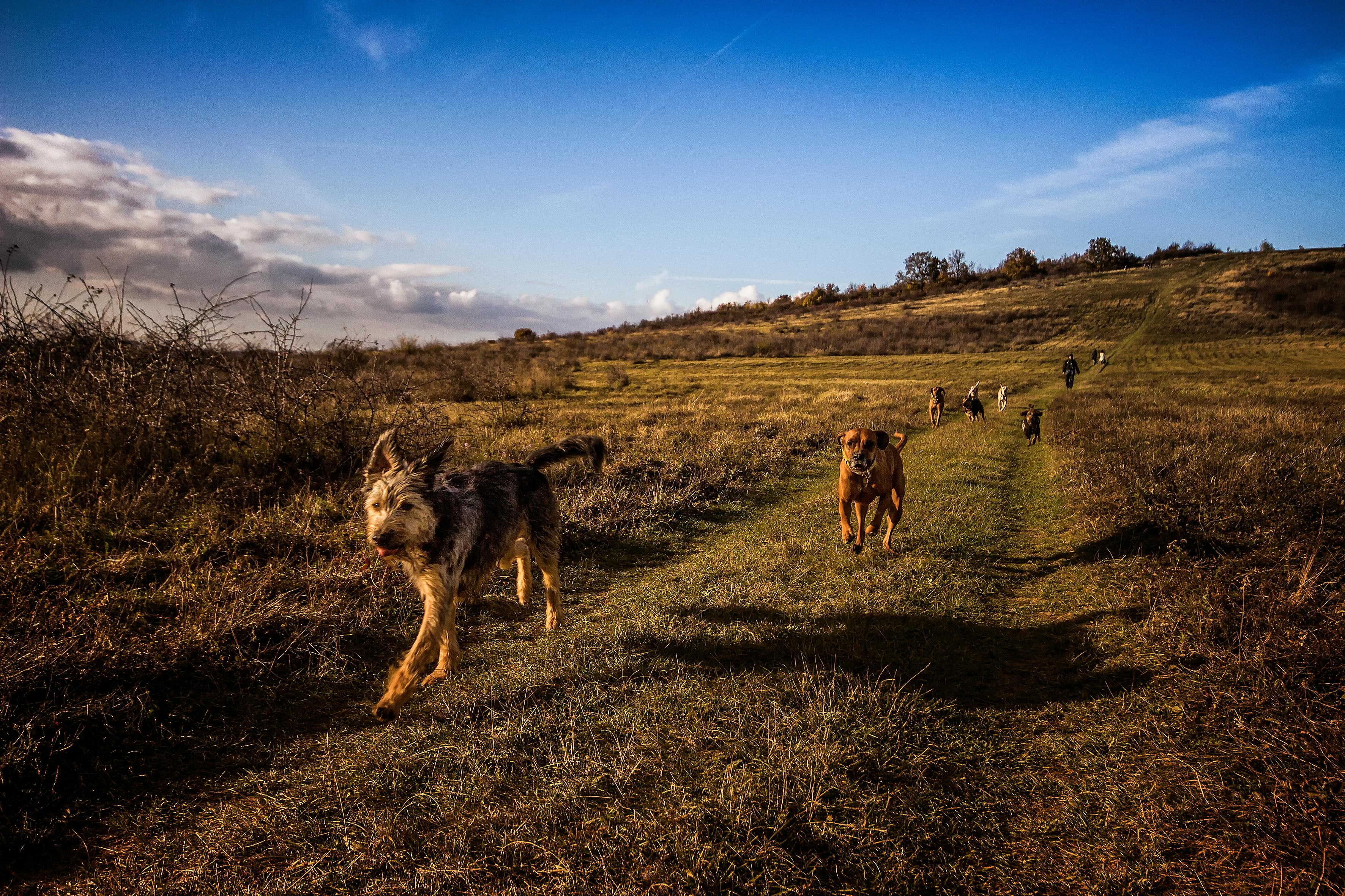 Našli jste opuštěné zajíčky? Hlavně je nikam neodnášejte, zaječice se o ně postará