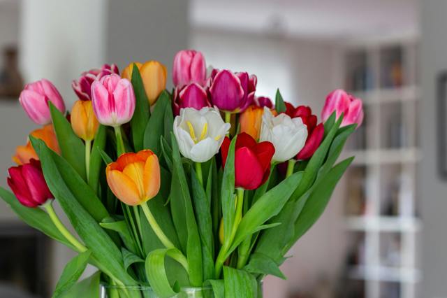 Nejoblíbenější jarní cibuloviny v váze. Jak prodloužit život tulipánům a narcisům?