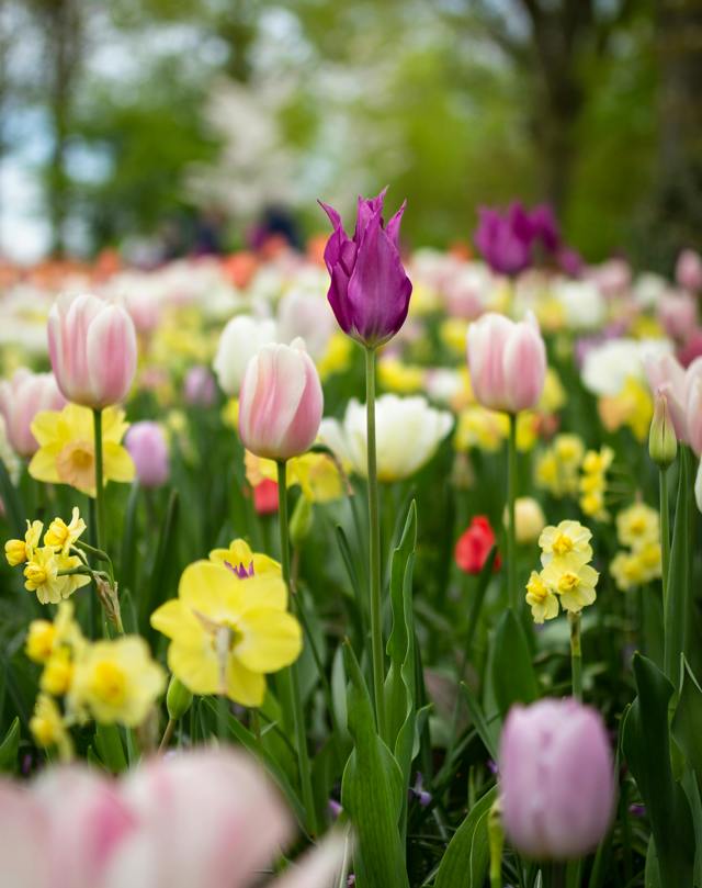 Nejoblíbenější jarní cibuloviny v váze. Jak prodloužit život tulipánům a narcisům?