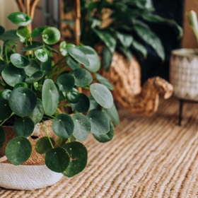 Pilea, nenáročná pokojovka přinášející štěstí.Její kulaté, lesklé listy připomínají mince a symbolizují finanční stabilitu a sdílení, rostlina totiž snadno vytváří nové odnože, které můžete darovat dál. 
