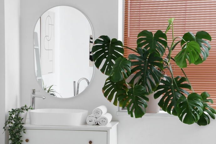 Monstera symbolizuje pohyb směrem vzhůru a rozvoj.
Monstera symbolizuje pohyb směrem vzhůru a rozvoj.