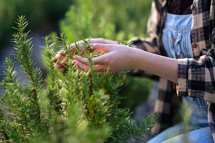 Rozmarýn není těžké pěstovat. Můžete jej mít na zahrádce, balkoně nebo parapetu v kuchyni, kde bude vždy po ruce. Používat můžete čerstvé lístky i sušené snítky.
Rozmarýn není těžké pěstovat. Můžete jej mít na zahrádce, balkoně nebo parapetu v kuchyni, kde bude vždy po ruce. Používat můžete čerstvé lístky i sušené snítky.