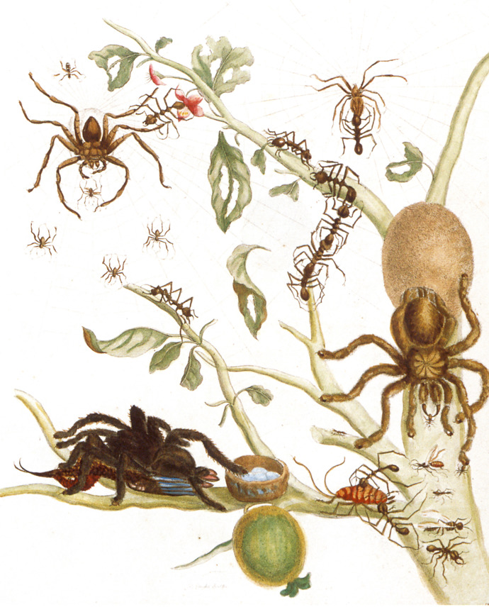 Stránka z knihy Metamorphosis Insectorum Surinamensium (Metamorfózy surinamského hmyzu), která z ní učinila jednu z nejznámějších entomoložek své doby.
Stránka z knihy Metamorphosis Insectorum Surinamensium (Metamorfózy surinamského hmyzu), která z ní učinila jednu z nejznámějších entomoložek své doby.