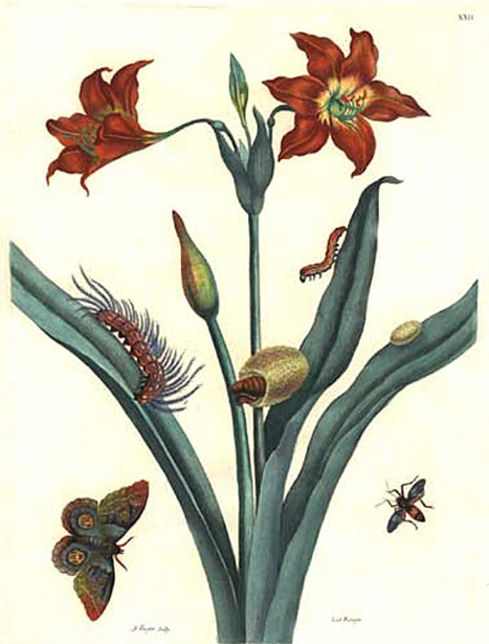 Stránka z knihy Metamorphosis Insectorum Surinamensium (Metamorfózy surinamského hmyzu), která z ní učinila jednu z nejznámějších entomoložek své doby.
Stránka z knihy Metamorphosis Insectorum Surinamensium (Metamorfózy surinamského hmyzu), která z ní učinila jednu z nejznámějších entomoložek své doby.