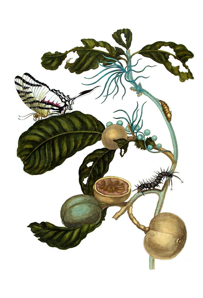 Stránka z knihy Metamorphosis Insectorum Surinamensium (Metamorfózy surinamského hmyzu), která z ní učinila jednu z nejznámějších entomoložek své doby.
Stránka z knihy Metamorphosis Insectorum Surinamensium (Metamorfózy surinamského hmyzu), která z ní učinila jednu z nejznámějších entomoložek své doby.