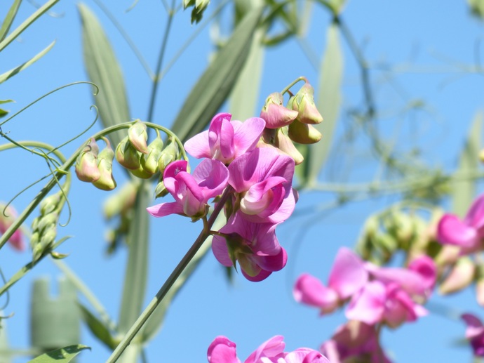  Hrachor vonný (Lathyrus odoratus)
