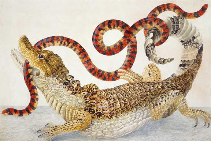 Stránka z knihy Metamorphosis Insectorum Surinamensium (Metamorfózy surinamského hmyzu), která z ní učinila jednu z nejznámějších entomoložek své doby.
Stránka z knihy Metamorphosis Insectorum Surinamensium (Metamorfózy surinamského hmyzu), která z ní učinila jednu z nejznámějších entomoložek své doby.