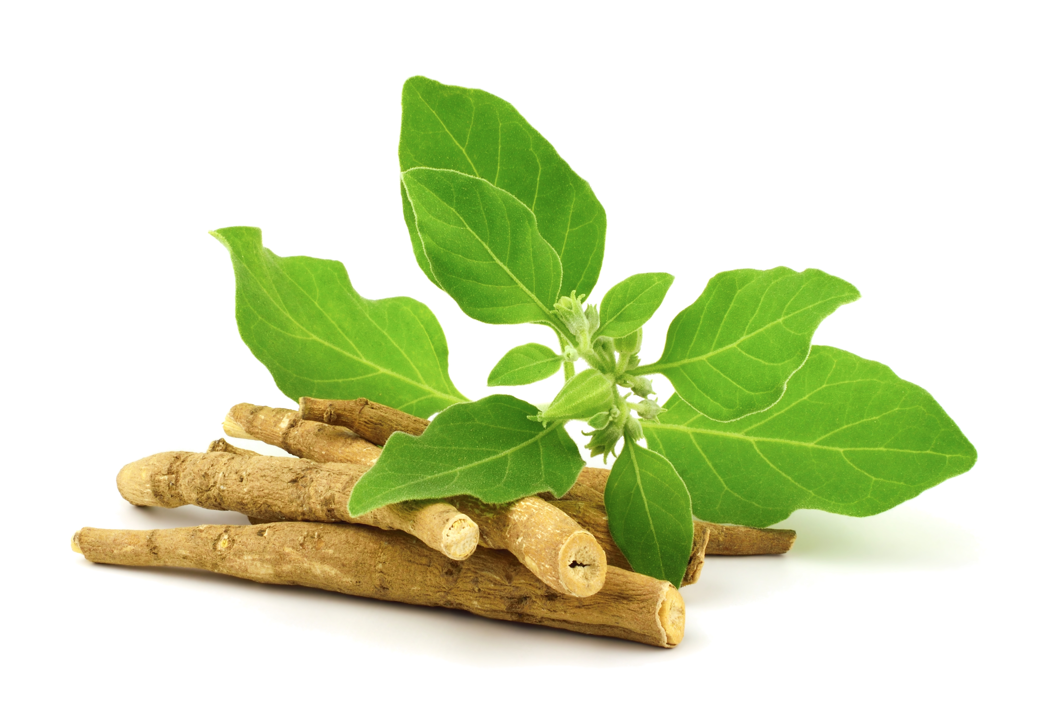 Ashwagandha na stres i spánek? Kvůli této chybě nemusí fungovat podle očekávání
