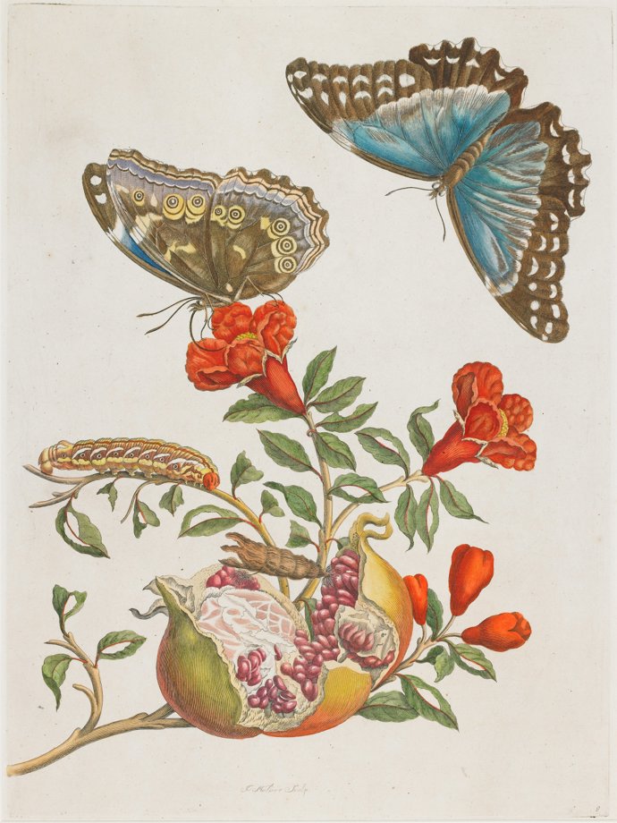 Stránka z knihy Metamorphosis Insectorum Surinamensium (Metamorfózy surinamského hmyzu), která z ní učinila jednu z nejznámějších entomoložek své doby.
Stránka z knihy Metamorphosis Insectorum Surinamensium (Metamorfózy surinamského hmyzu), která z ní učinila jednu z nejznámějších entomoložek své doby.