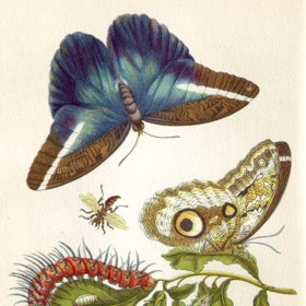 Stránka z knihy Metamorphosis Insectorum Surinamensium (Metamorfózy surinamského hmyzu), která z ní učinila jednu z nejznámějších entomoložek své doby.
