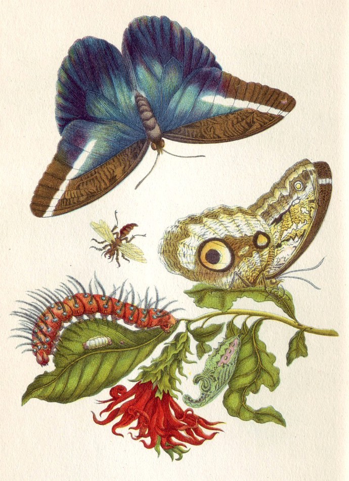 Stránka z knihy Metamorphosis Insectorum Surinamensium (Metamorfózy surinamského hmyzu), která z ní učinila jednu z nejznámějších entomoložek své doby.
Stránka z knihy Metamorphosis Insectorum Surinamensium (Metamorfózy surinamského hmyzu), která z ní učinila jednu z nejznámějších entomoložek své doby.