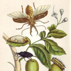 Stránka z knihy Metamorphosis Insectorum Surinamensium (Metamorfózy surinamského hmyzu), která z ní učinila jednu z nejznámějších entomoložek své doby.
