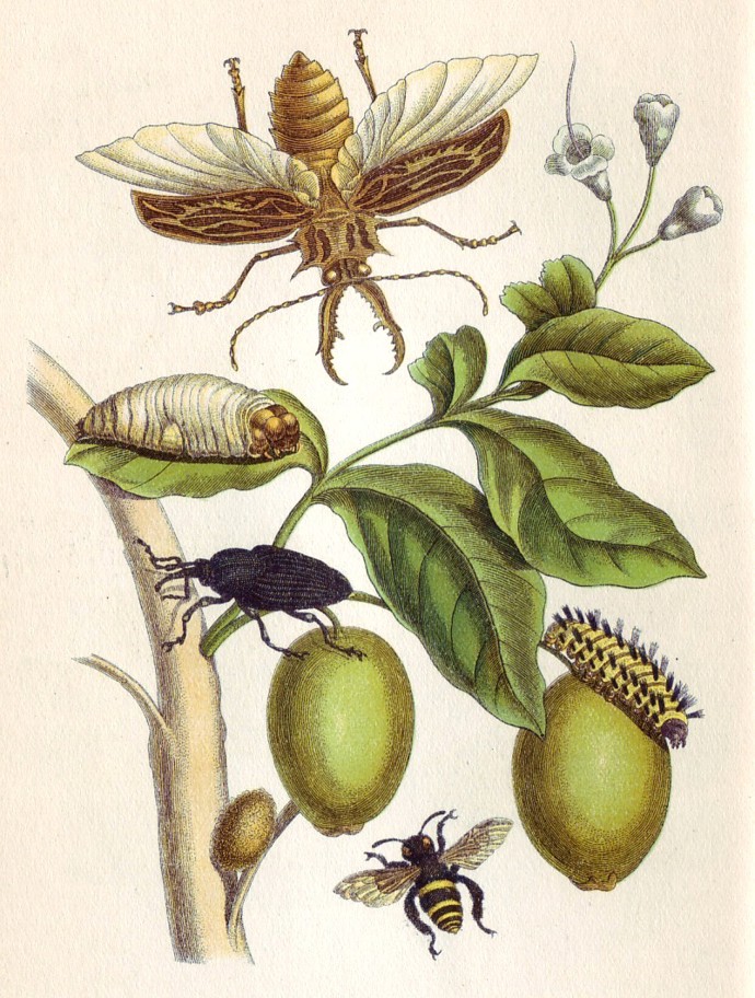 Stránka z knihy Metamorphosis Insectorum Surinamensium (Metamorfózy surinamského hmyzu), která z ní učinila jednu z nejznámějších entomoložek své doby.
Stránka z knihy Metamorphosis Insectorum Surinamensium (Metamorfózy surinamského hmyzu), která z ní učinila jednu z nejznámějších entomoložek své doby.