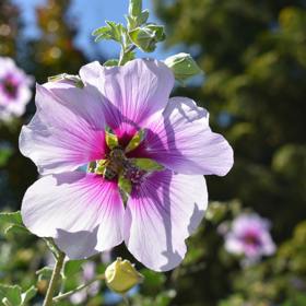 Slézovec (Lavatera)
Slézovec (Lavatera)