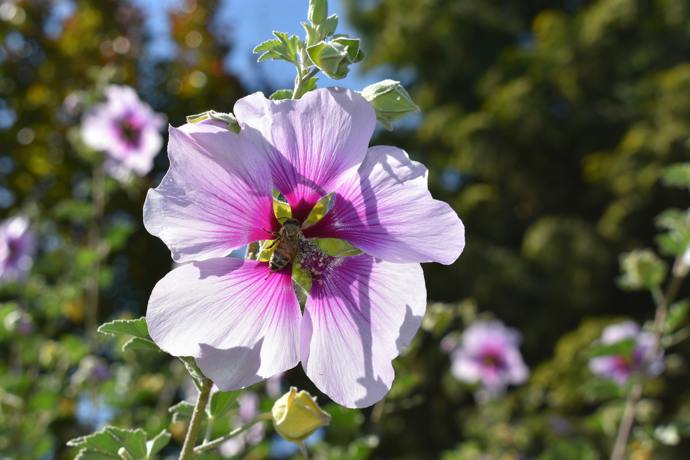 Slézovec (Lavatera)
