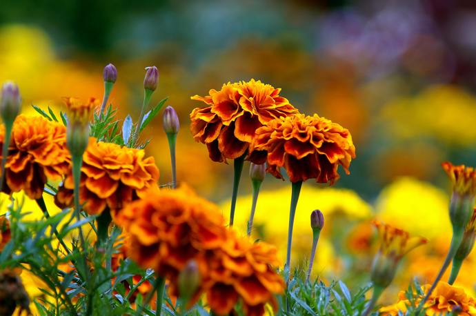  Afrikán (Tagetes)
