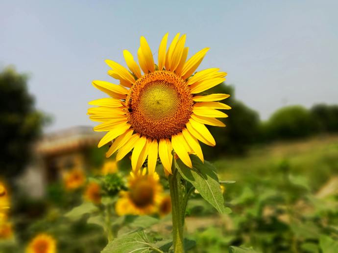Slunečnice (Helianthus)
