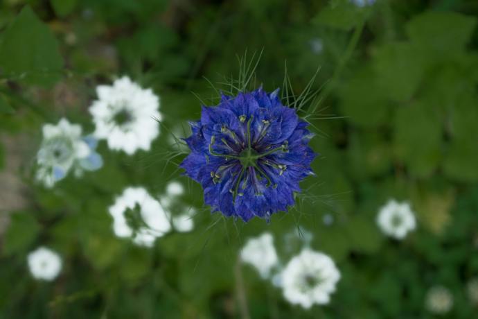 Černucha (Nigella)
