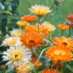 Měsíček (Calendula)
Měsíček (Calendula)