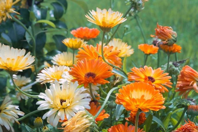  Měsíček (Calendula)
