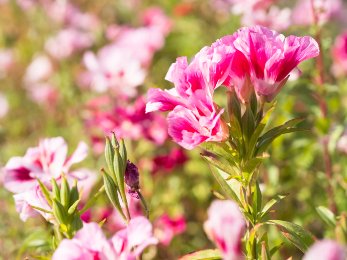 Lokanka (Clarkia)
