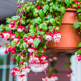 Fuchsie
