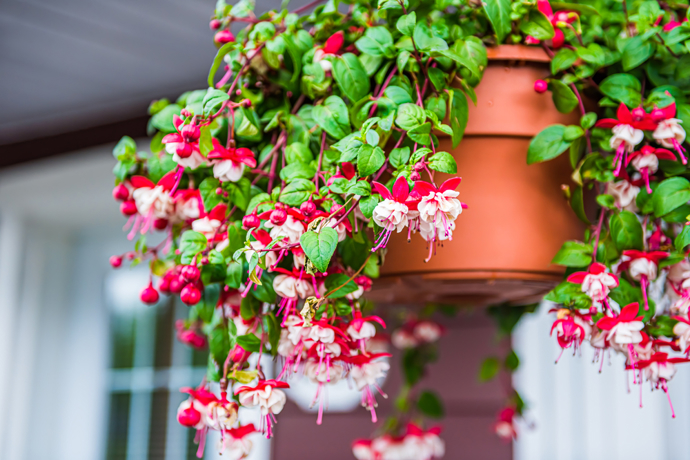 Fuchsie
