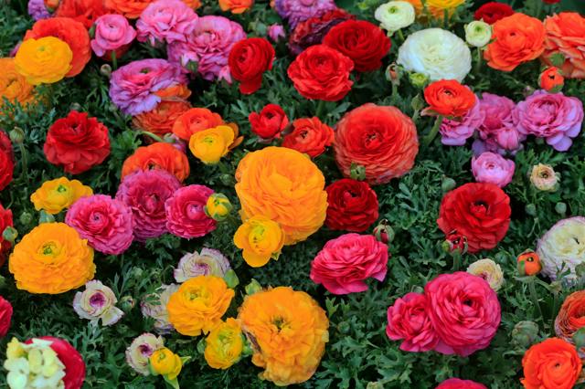 Milují ho floristé i zahrádkáři: Pryskyřník vydrží ve váze až 14 dní a na záhoně kvete dlouhé týdny