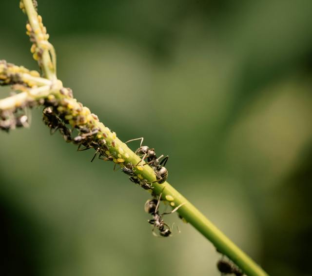 Přírodní bojovníci proti mšicím. Pomohou kopřivy, tabák i berušky