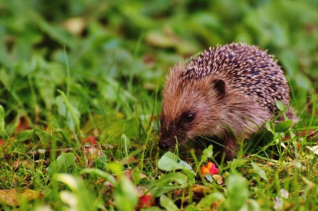 Májové sekání trávy: Pravidlo jedné třetiny pro hustý trávník a britská kampaň za květen bez sekaček