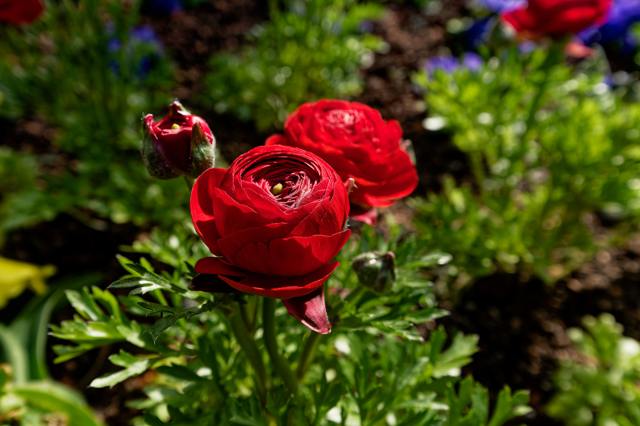 Milují ho floristé i zahrádkáři: Pryskyřník vydrží ve váze až 14 dní a na záhoně kvete dlouhé týdny