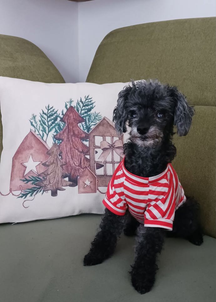 I adventní věnec každý rok mění podobu, aby jejich domov neztratil svěžest.
